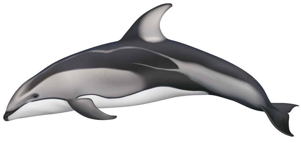 Pacific White-Sided Dolphin (lagenorhynchus obliquidens)