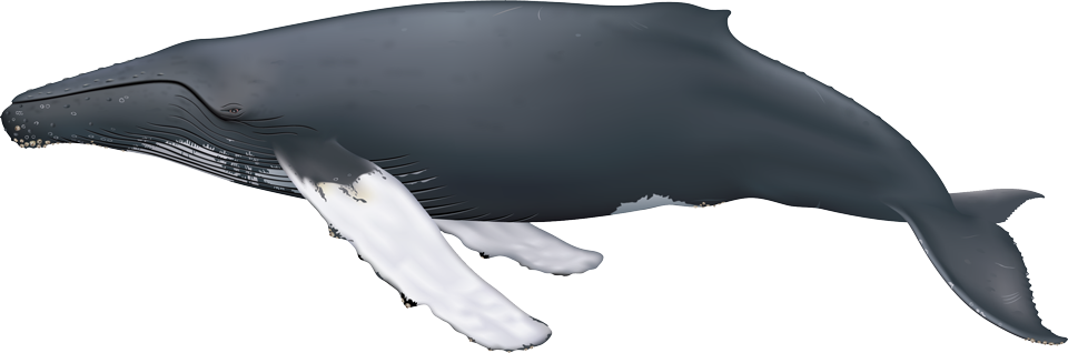 Humpback Whale (megaptera novaeangliae)