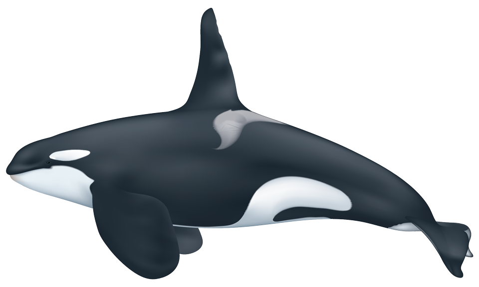 Killer Whale (orcinus orca)