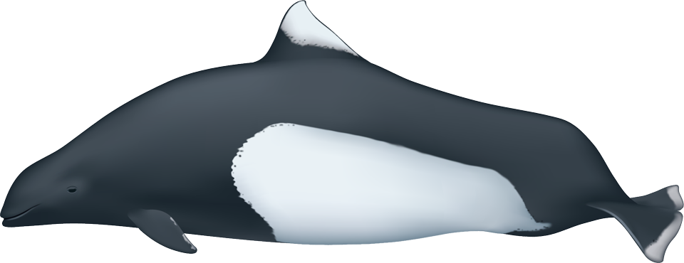 Dall's Porpoise (phocoenoides dalli)