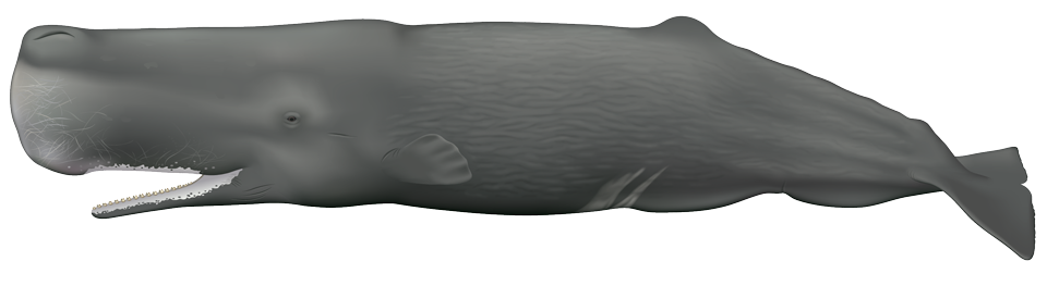Sperm Whale (physeter macrocephalus)