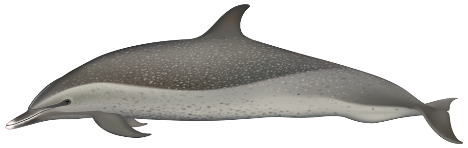 Pantropical Spotted Dolphin (stenella attenuata)