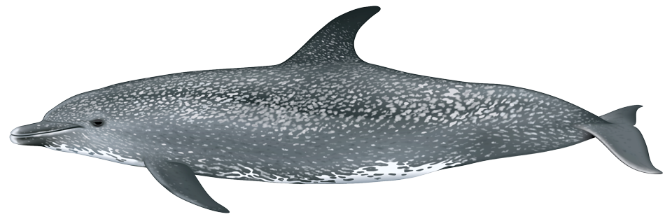Atlantic Spotted Dolphin (stenella frontalis)