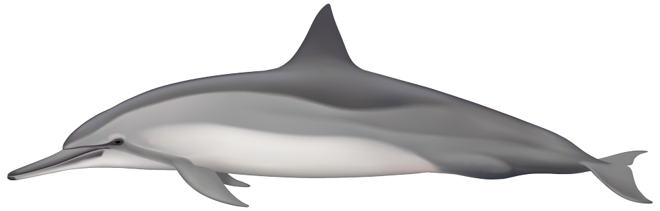 Spinner Dolphin (stenella longirostris)