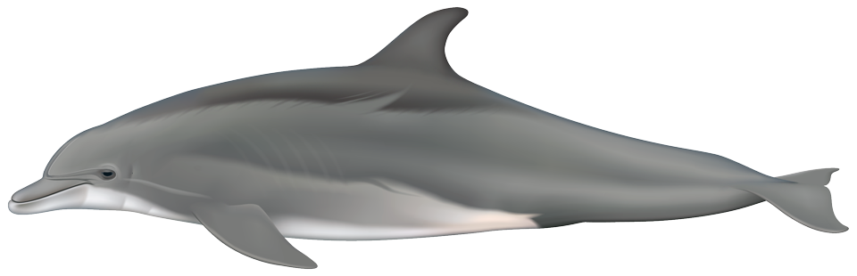 Bottlenose Dolphin (tursiops truncatus)