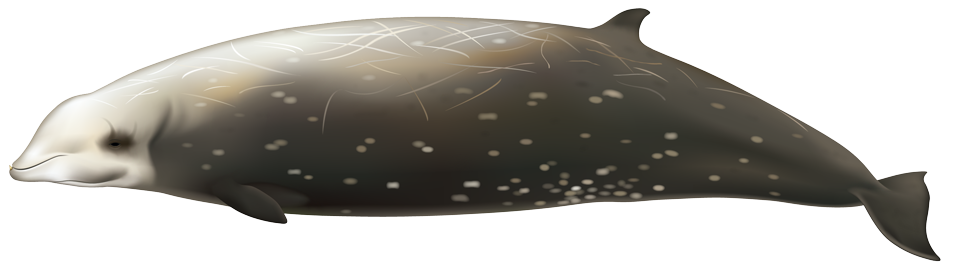 Cuvier's Beaked Whale (ziphius cavirostris)