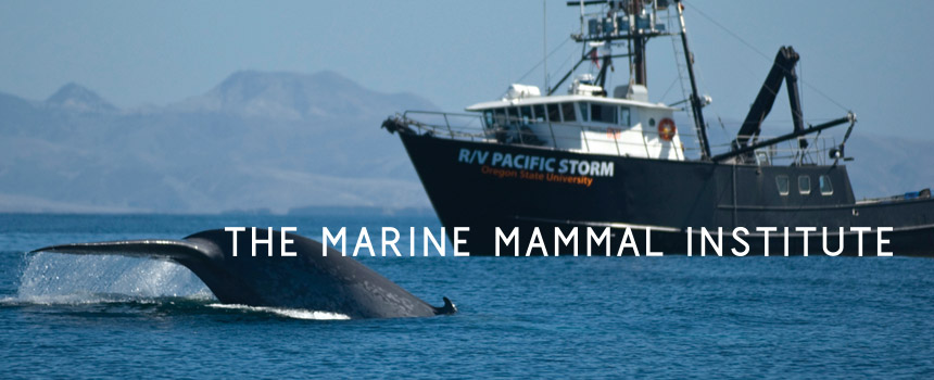 Ari Friedlaender | Oregon State University Marine Mammal Institute