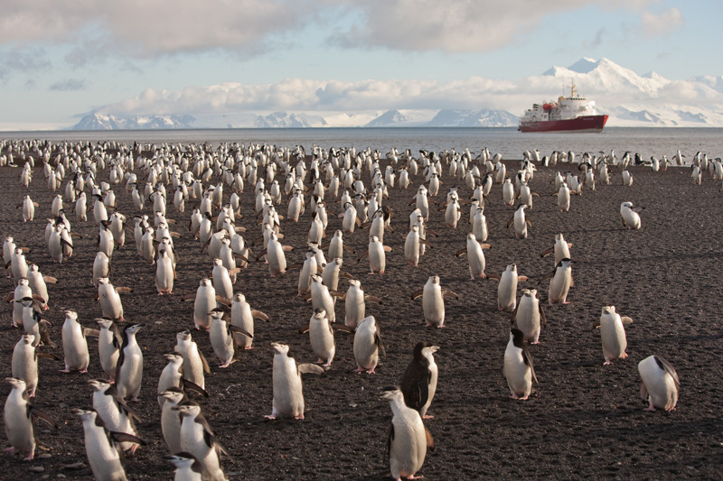 (c) Ted Cheeseman_ChinstrapPenguins2_DeceptionIsland_Antarctica.jpg