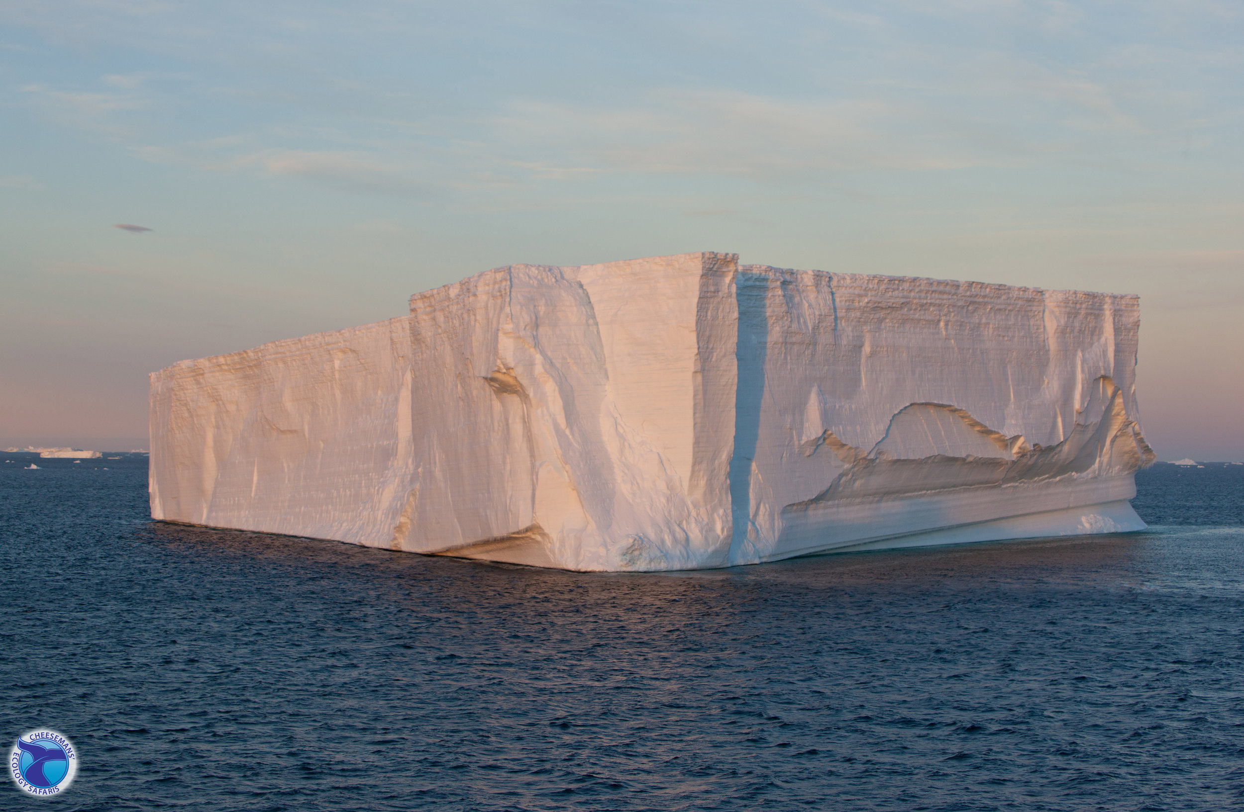 Iceberg_CheesemansEcologySafaris.jpg.jpg