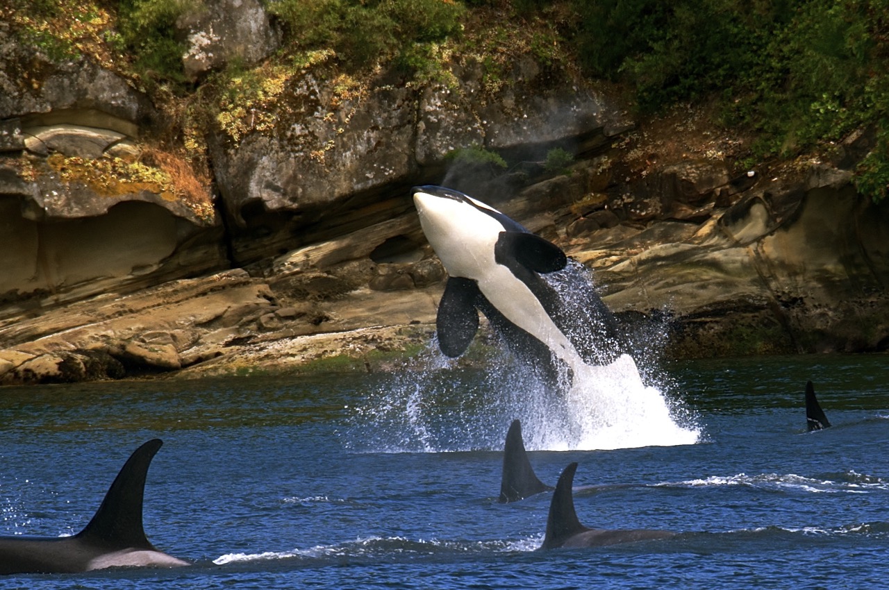American Cetacean Society - San Francisco Bay Chapter — Southern Resident  Killer Whales Need Immediate Action