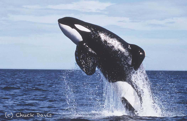 Keiko Leaping in Iceland Waters by Chuck Davis