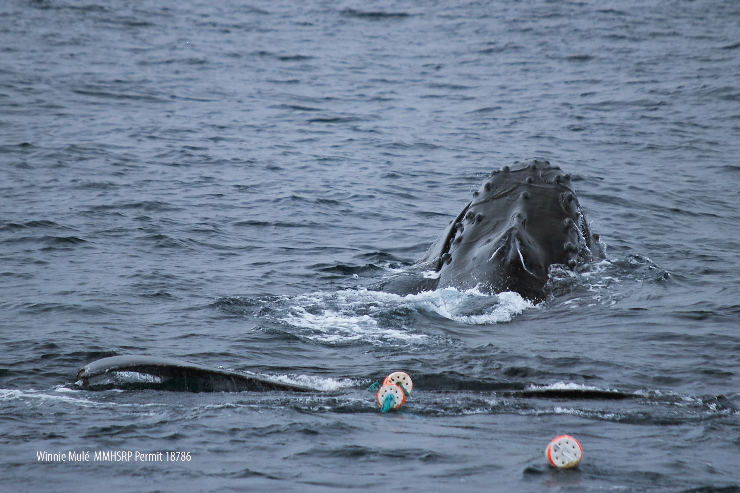 Humpback whale entangled in crab pot line in Monterey Bay (photo by Winnie Mulé )