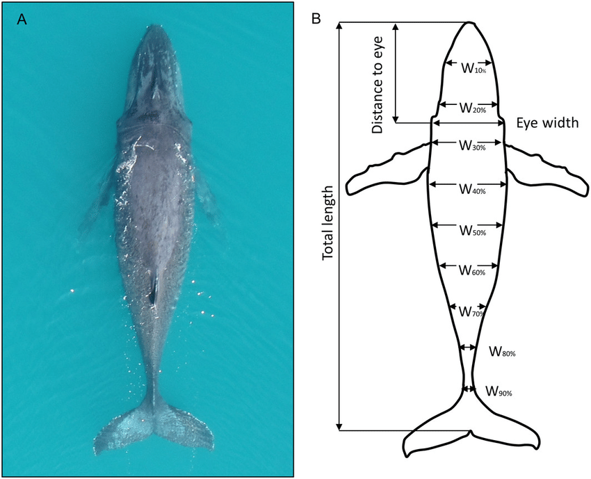 example of aerial view enabling measurement of whale body