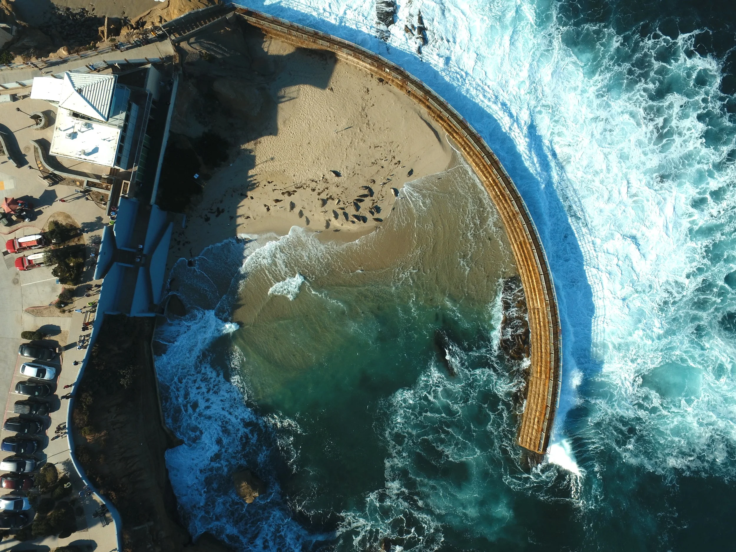 Aerial view of marine mammals on beach