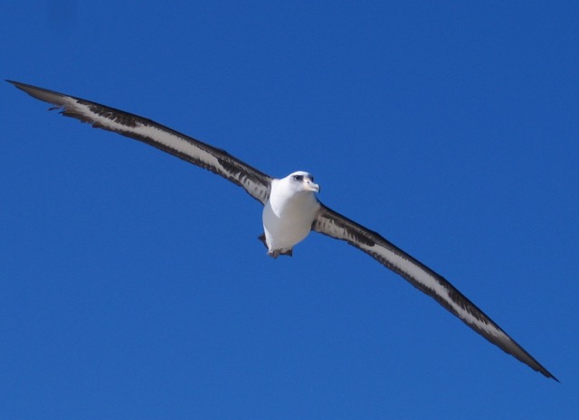Laysan Albatross Flying