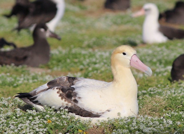 Short-tailed Albatross on Sand Island