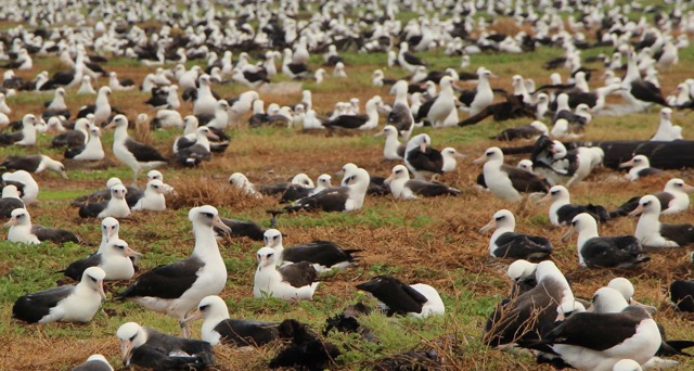 Albatross at Midway Atoll