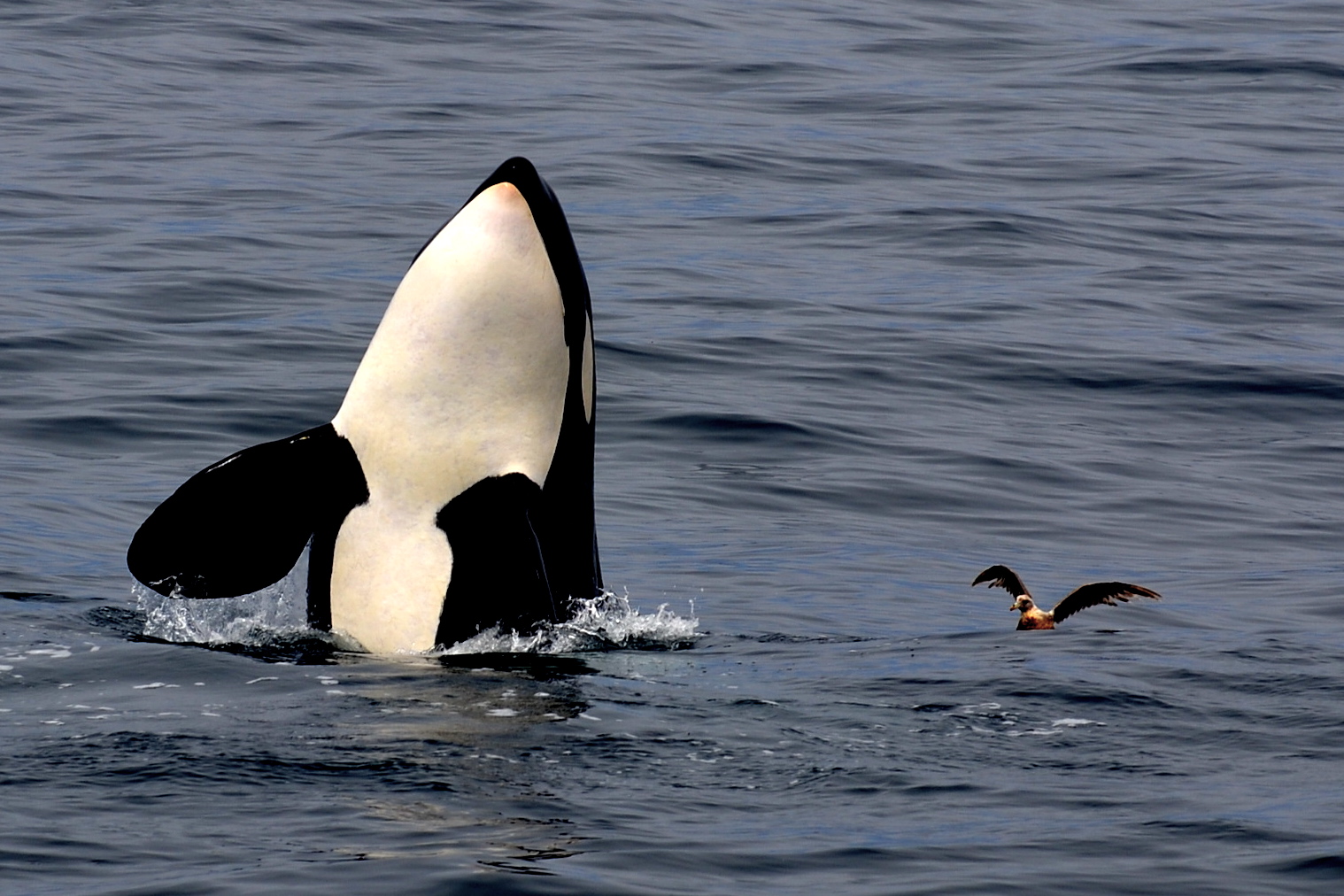 spyhopping killer whale - photo by Blue Ocean Whale Watch