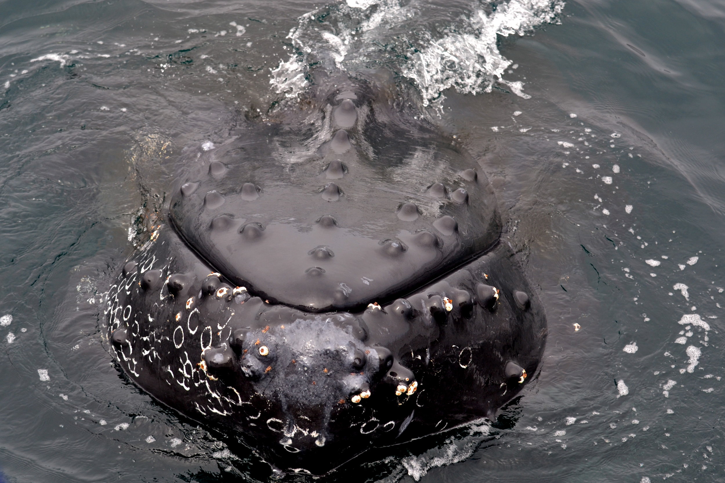 humpback close-up  - photo by Blue Ocean Whale Watch