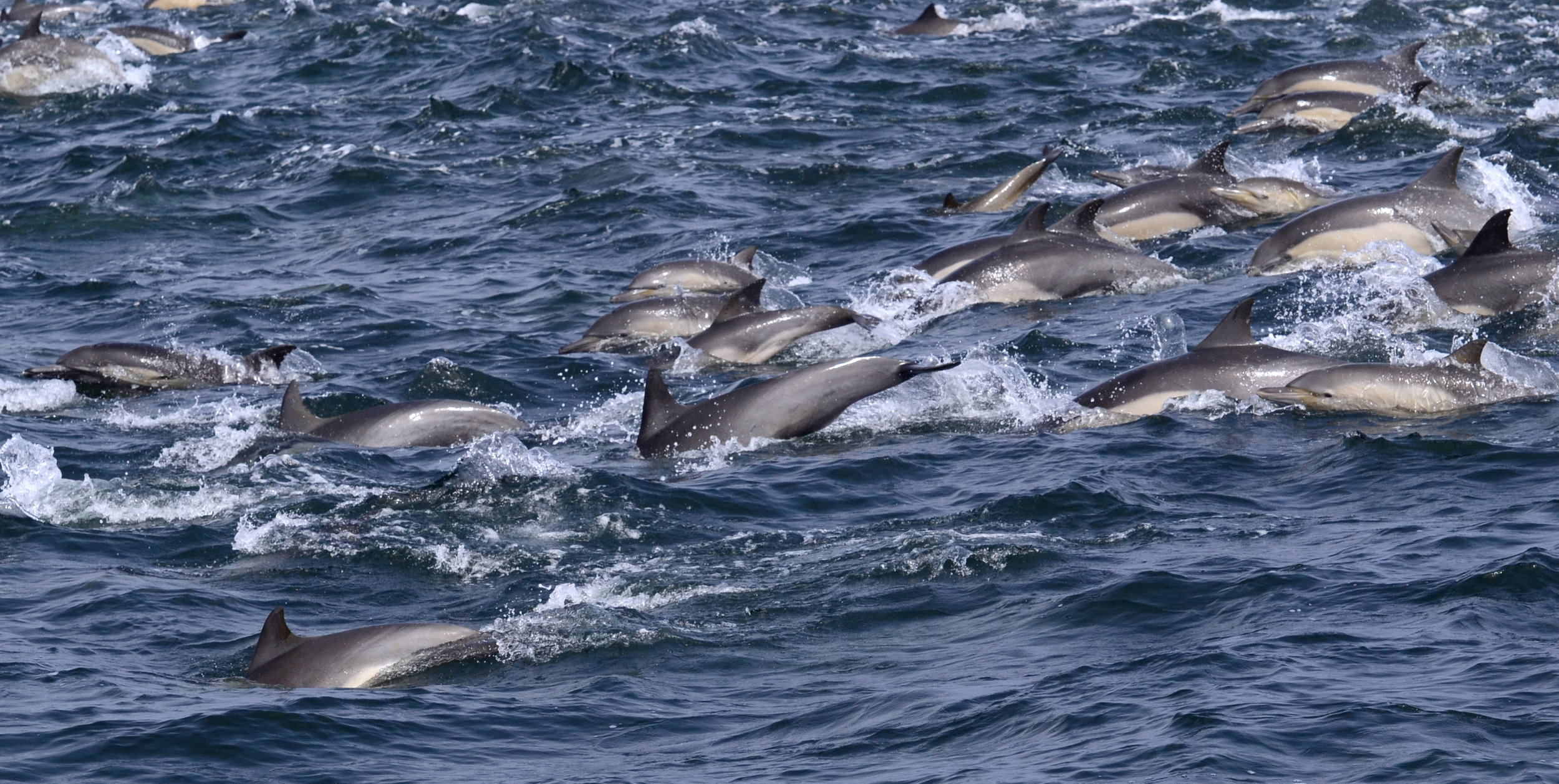 common dolphins -  - photo by Blue Ocean Whale Watch