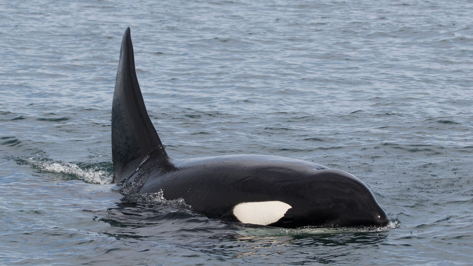 male killer whale - photo by Blue Ocean Whale Watch