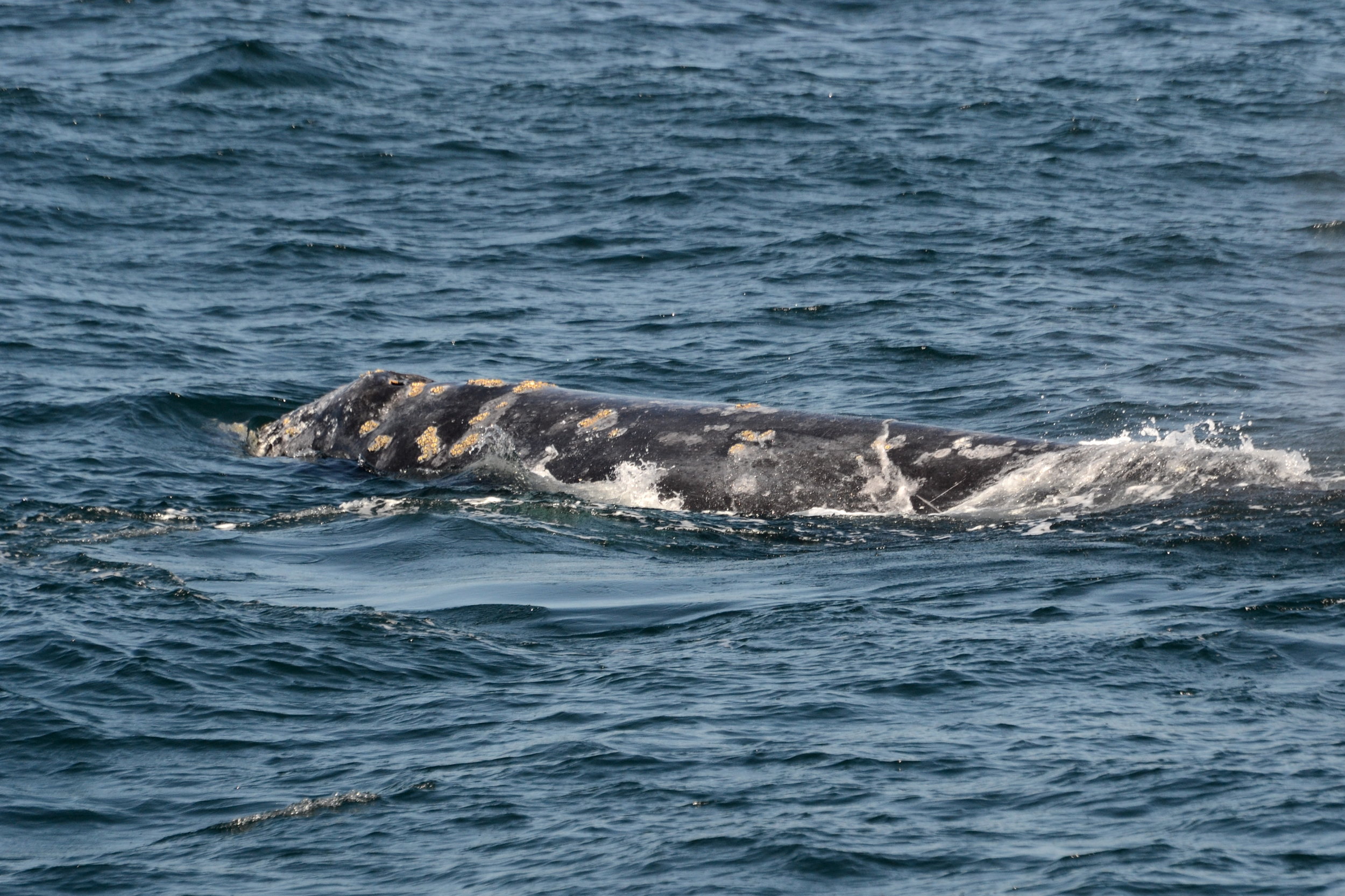 gray whale -  - photo by Blue Ocean Whale Watch