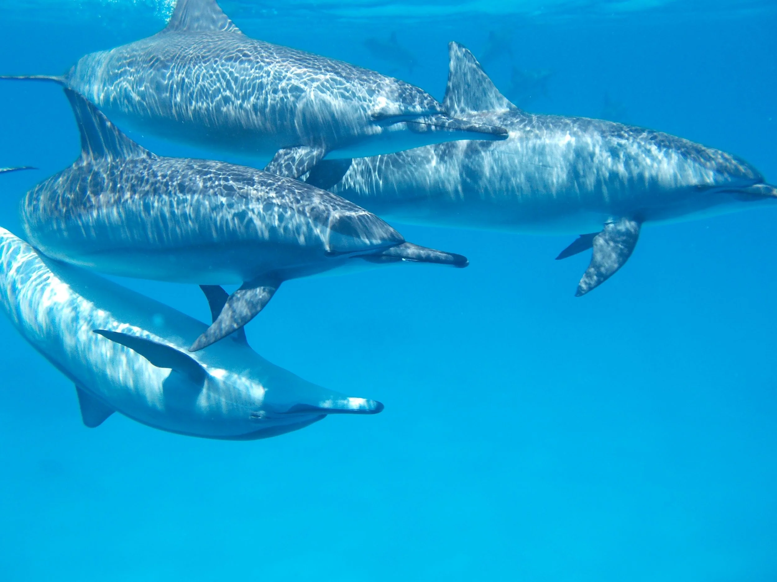 dolphin-806359.jpg