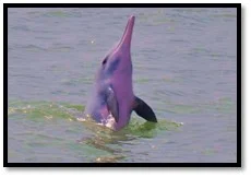 Indo Pacific Humpback Dolphin - photo provided by Ellen Hines