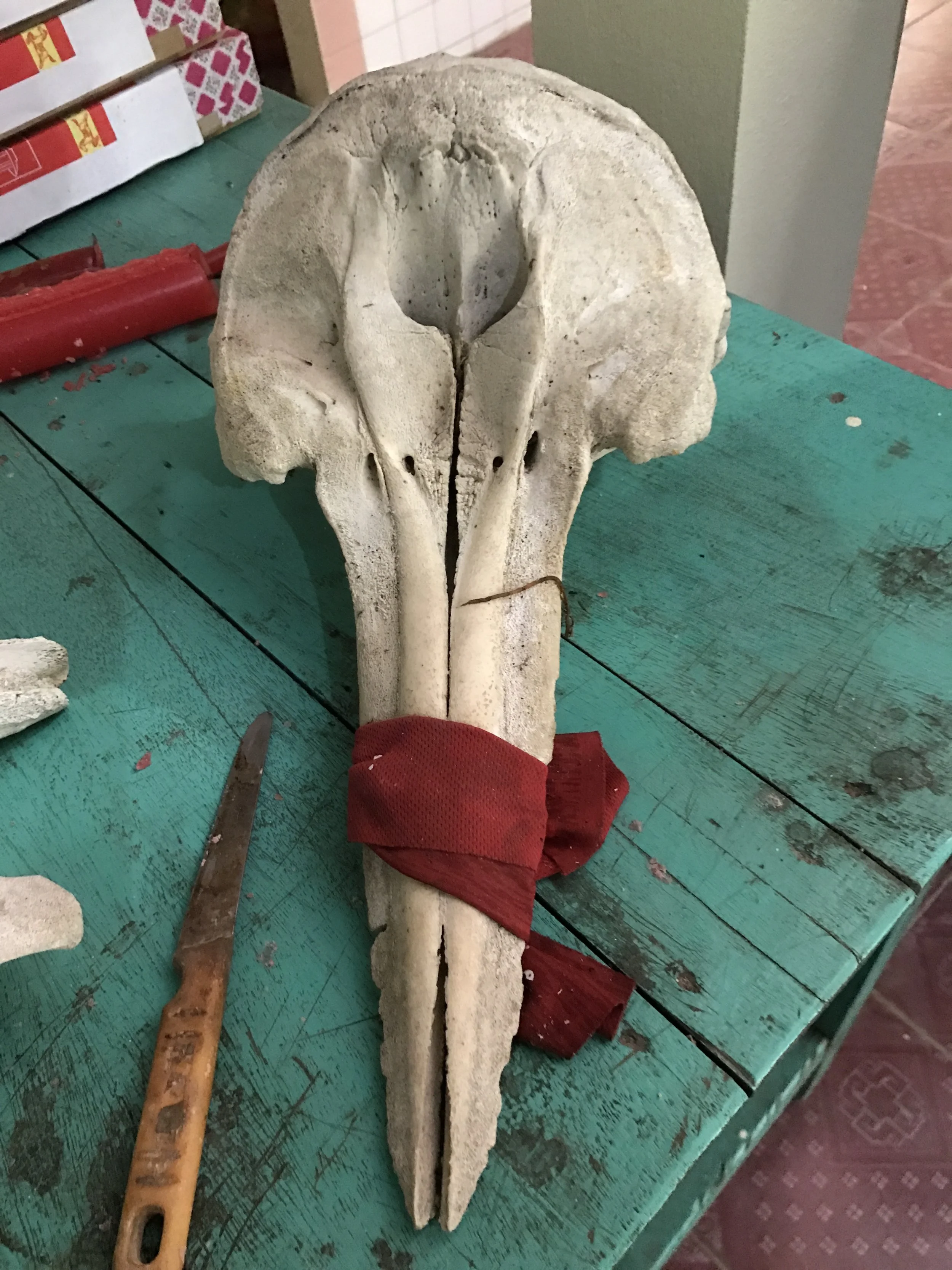 Cetacean Skull At Vietnam Whale Temple - photo by Ellen Hines