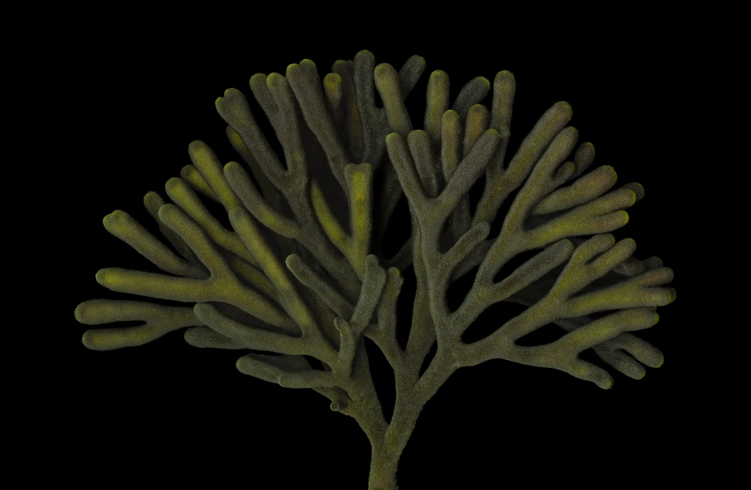 Codit Tree Bio American Cetacean Society - San Francisco Bay Chapter — Josie Iselin ...