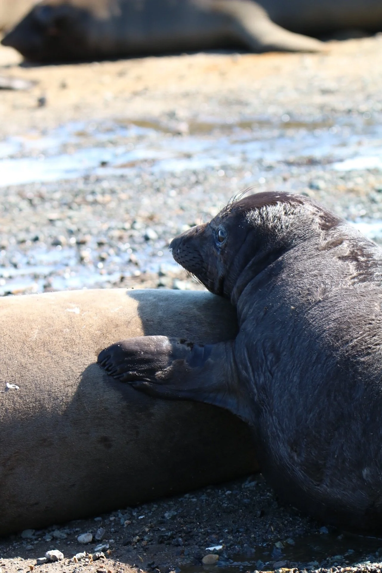 Northern Elephant Seal Pup