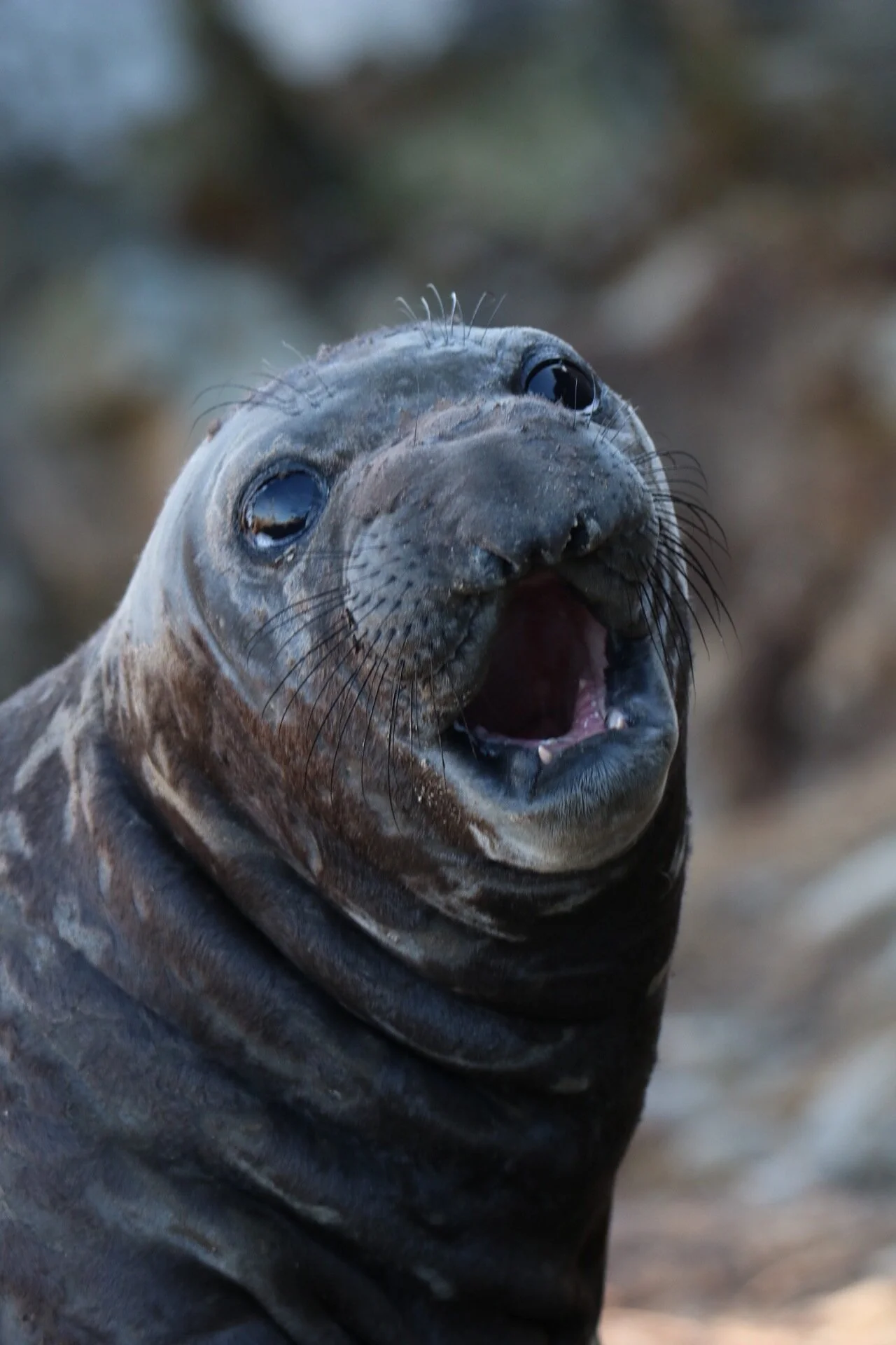 Molting Northern Elephant Seal