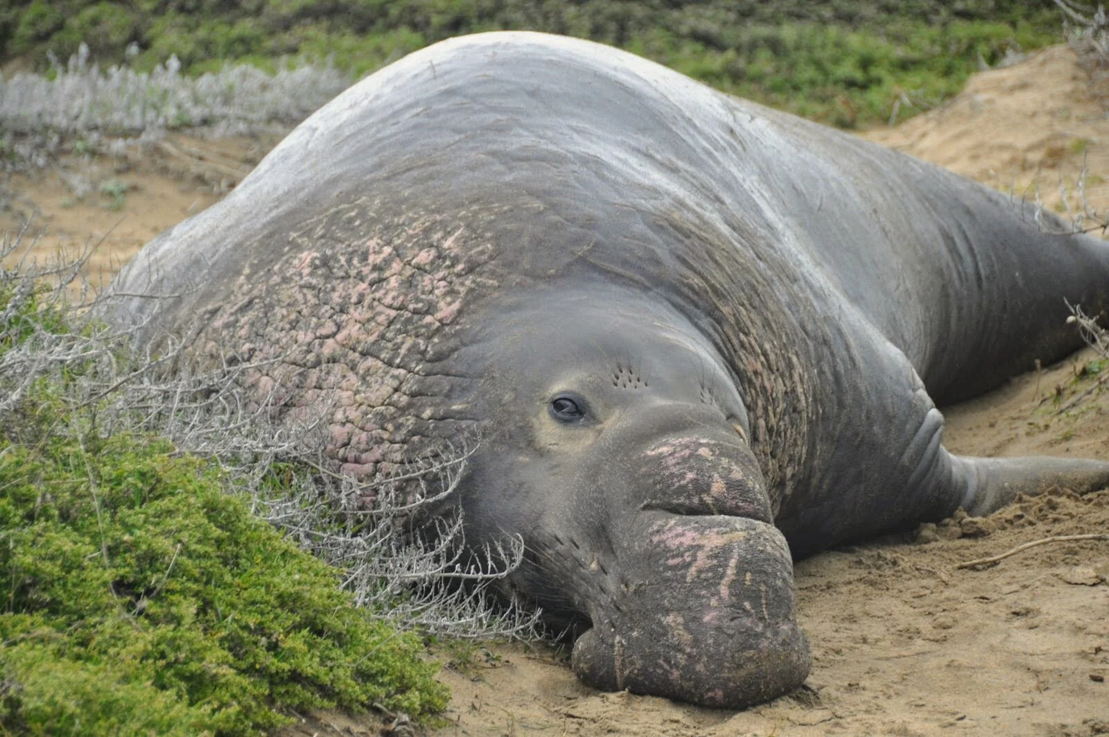 Bull Elephant Seal Resting by Gail Koza