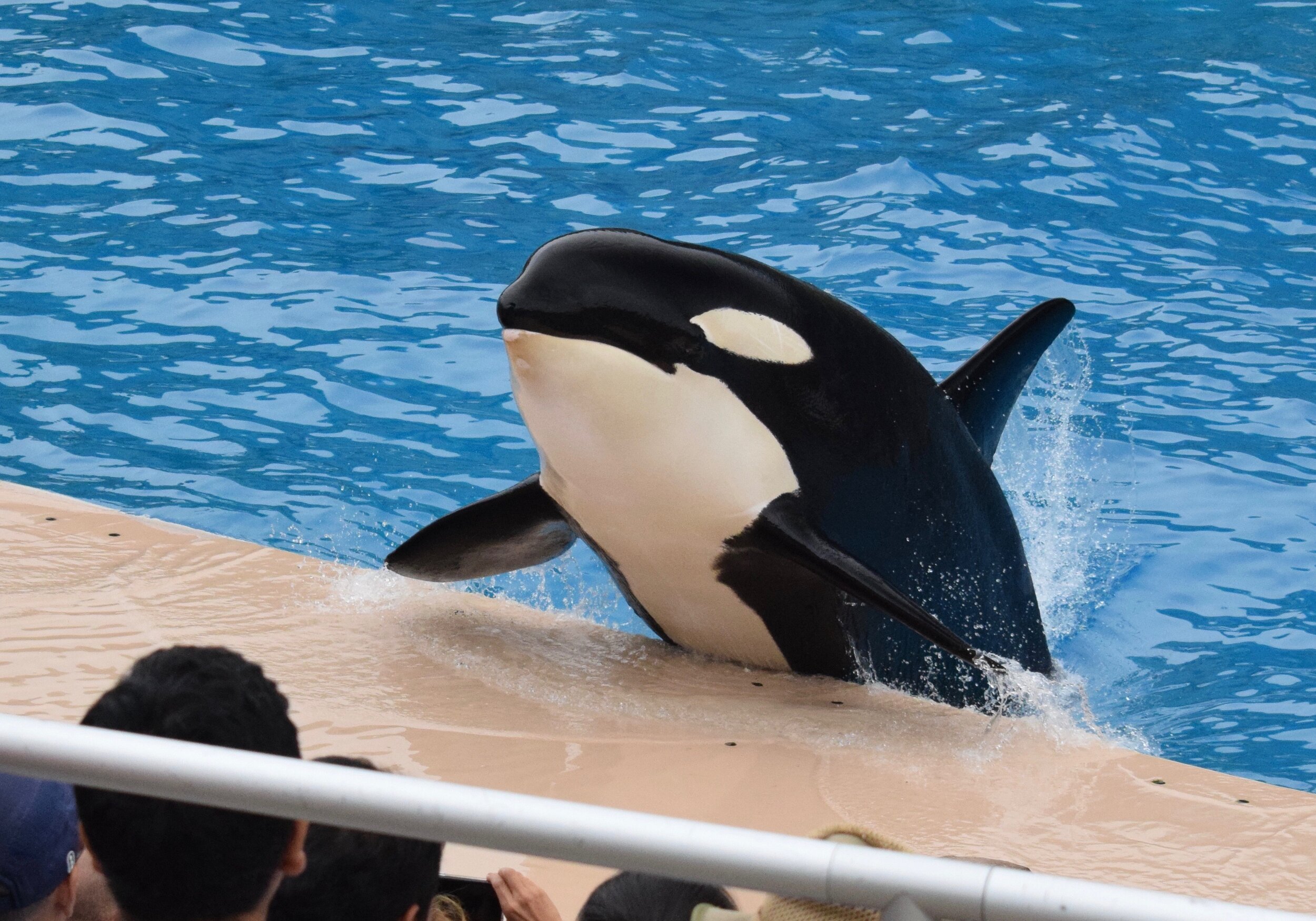 Corky the Northern resident killer whale - photo by Michael Reppy