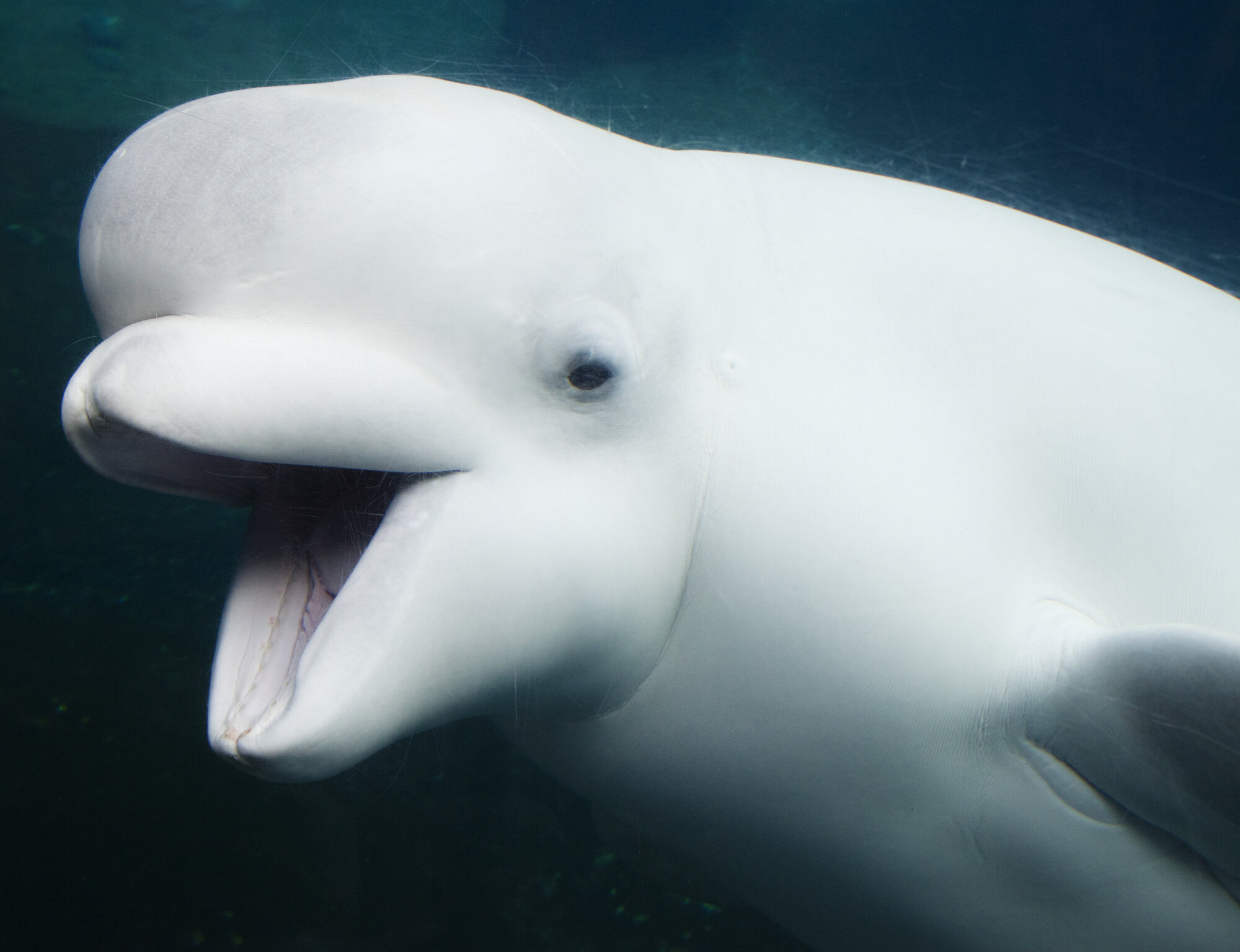 К какой группе океана относится белуха. Кит Белуха. Дельфин Белуха. Белый кит Белуха. Белый Дельфин Белуха.