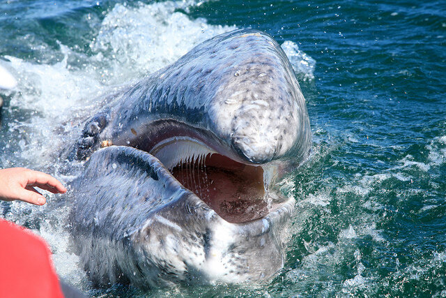 "friendly" gray whale with open mouth