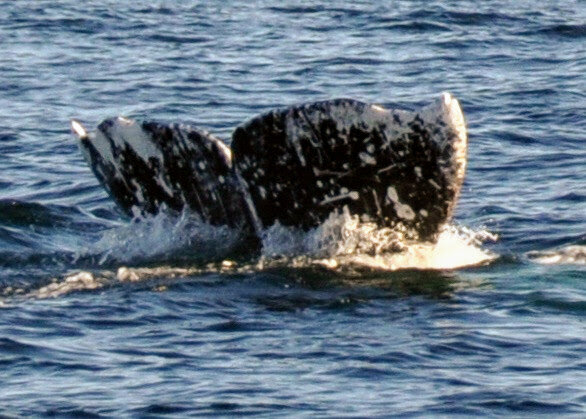 gray whale fluke, photo by Gail Koza