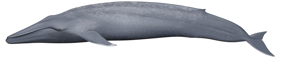 blue whale