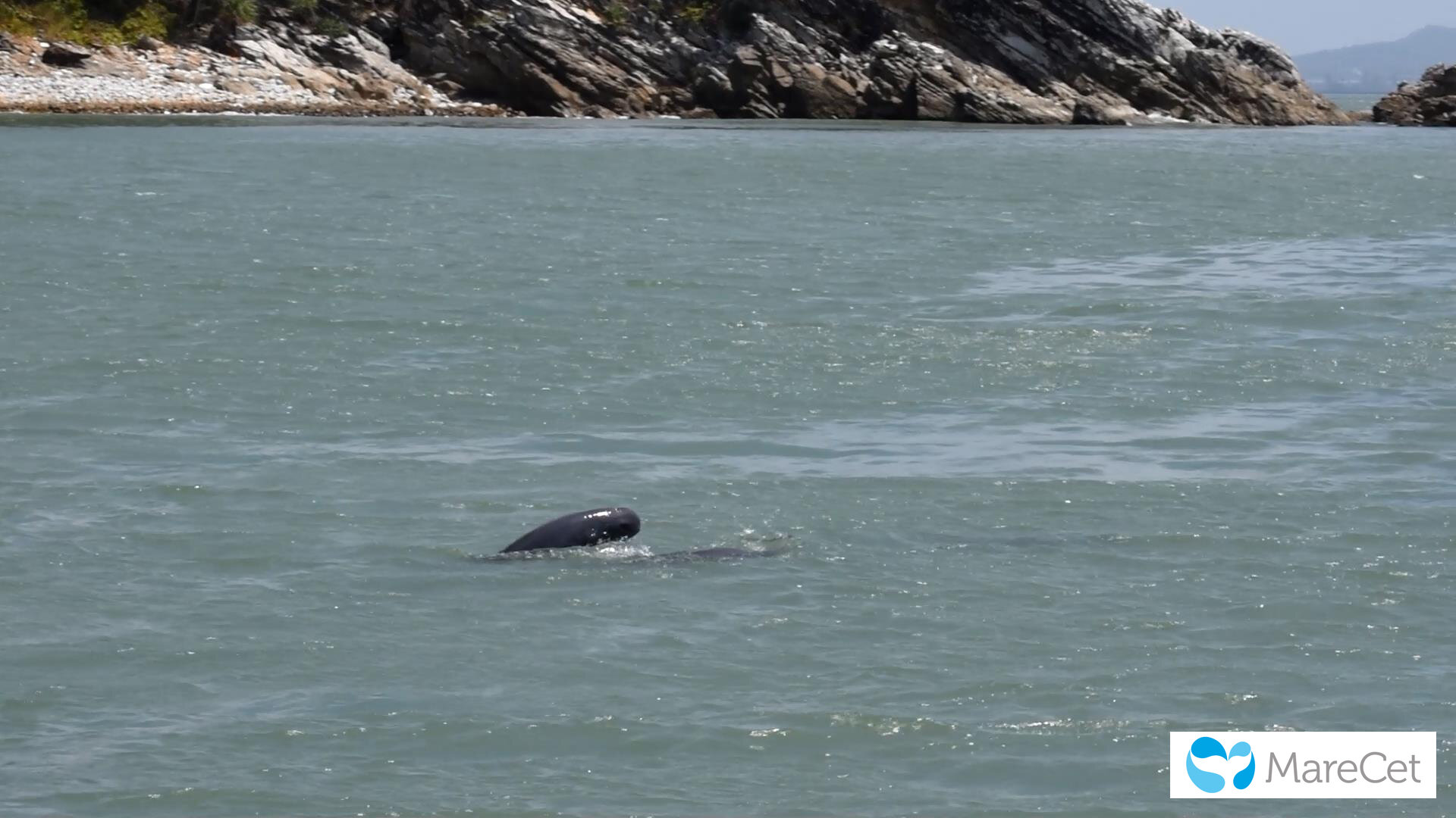 Indo-Pacific finess dolphin, photo by Dr. Louisa Ponnampalam