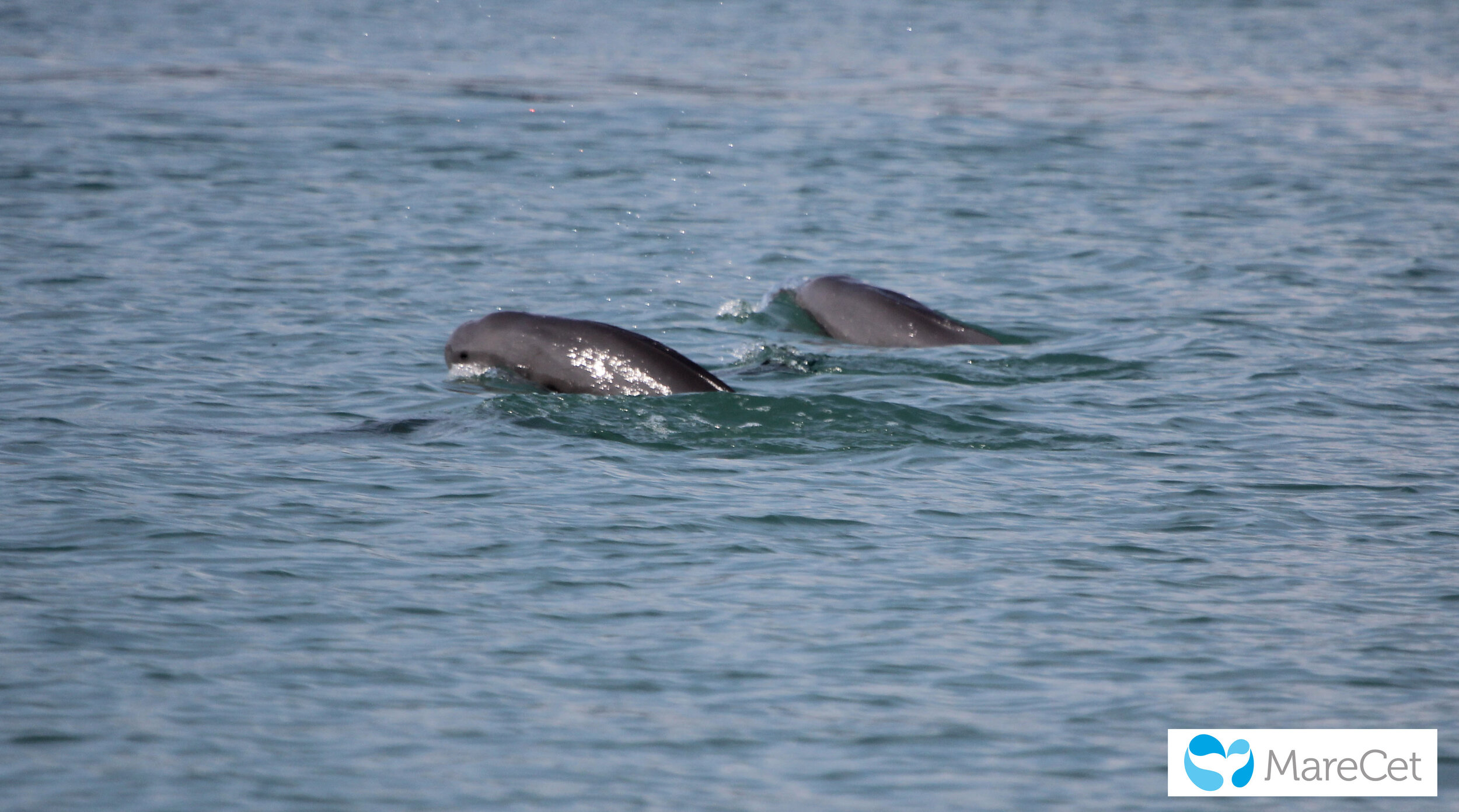Indo-Pacific finess dolphins, photo by Dr. Louisa Ponnampalam
