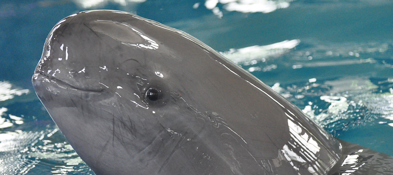 Indo-Pacific finless porpoise, photo by OPCF Hong Kong opcf.org.hk 