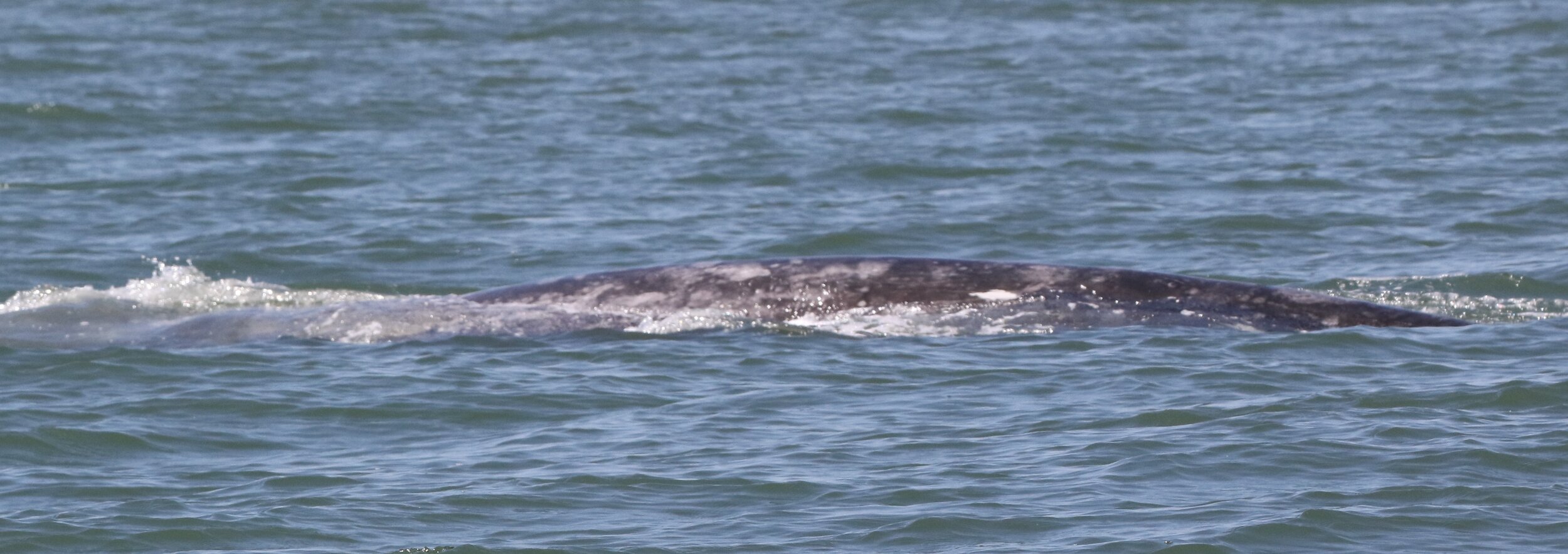  A gray whale feeding in San Francisco Bay.  Photos by Izzy Szczepaniak. 