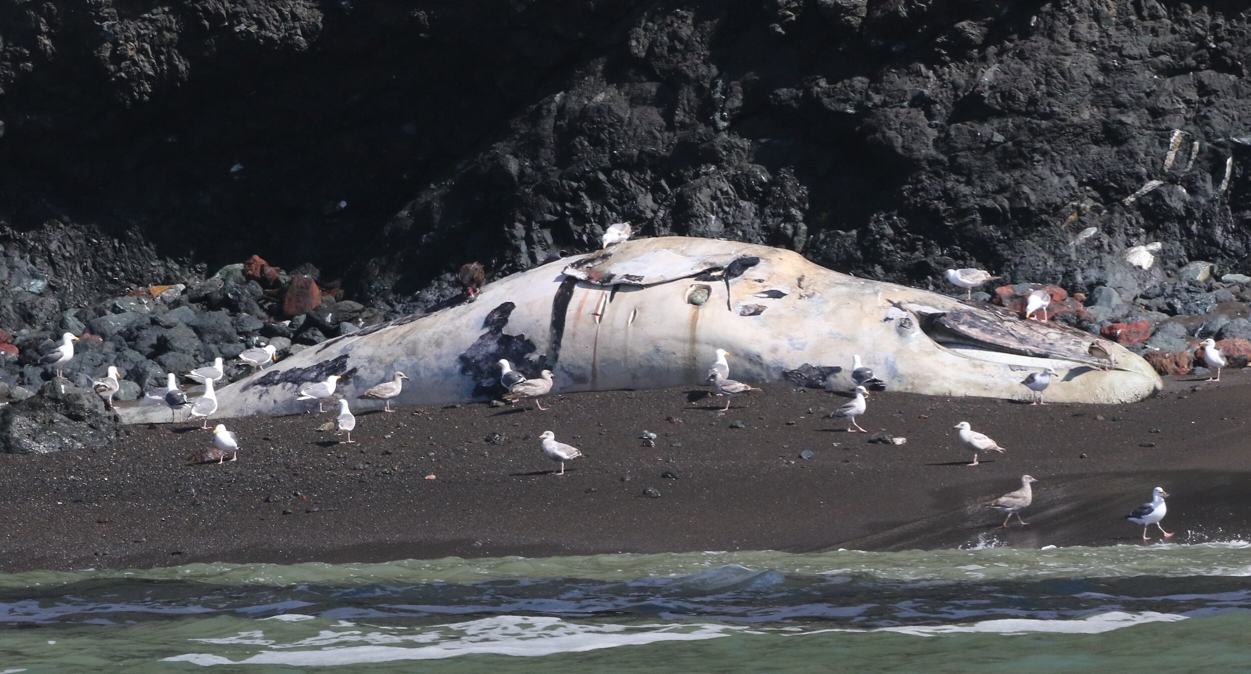  Above: An emaciated gray whale that stranded in Tiburon on April 27, 2021. Three rectangular samples of the skin and blubber were collected during necropsy.  Below: A gray whale stranded near Kirby Cove in the Marin Headlands on May 3, 2021.  Note t