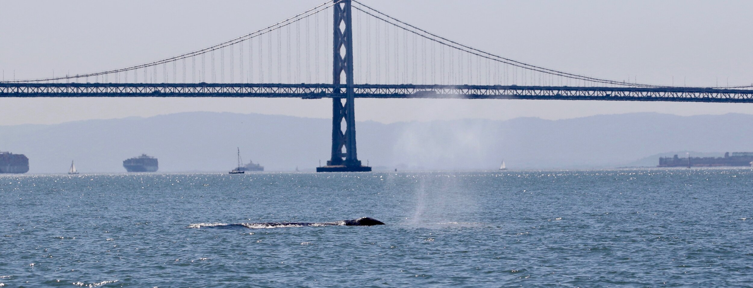 Gray whale in San Francisco Bay, photo by Tim Markowitz