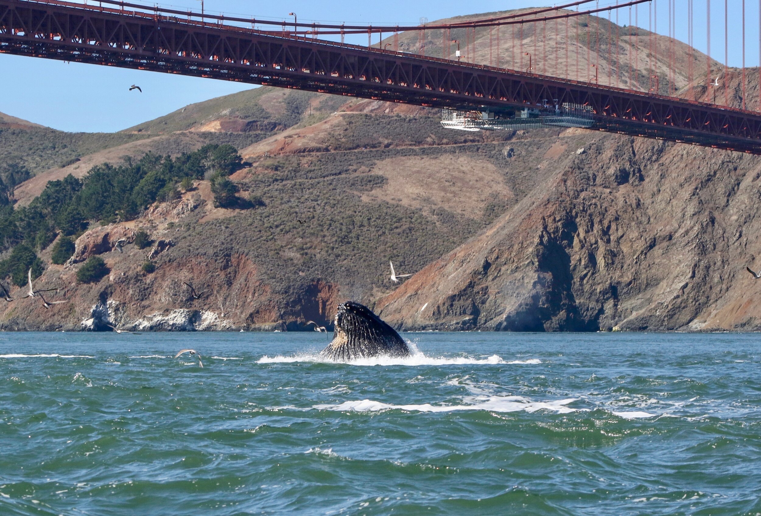 Humpback whale beneath the Golden Gate Bridge, photo by Tim Markowitz