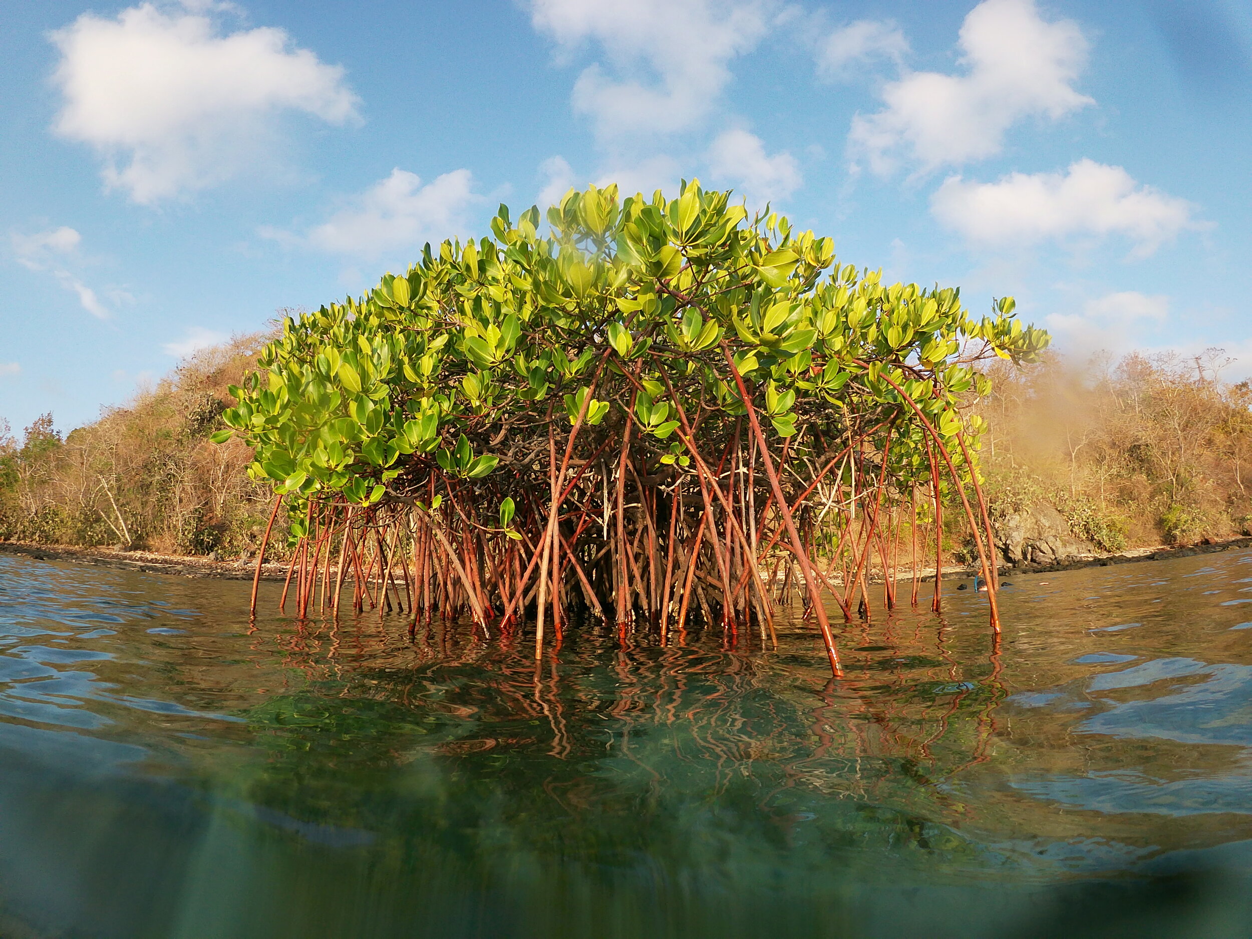 The Lone Mangrove at Gili Goleng, photo by Gretchen Coffman