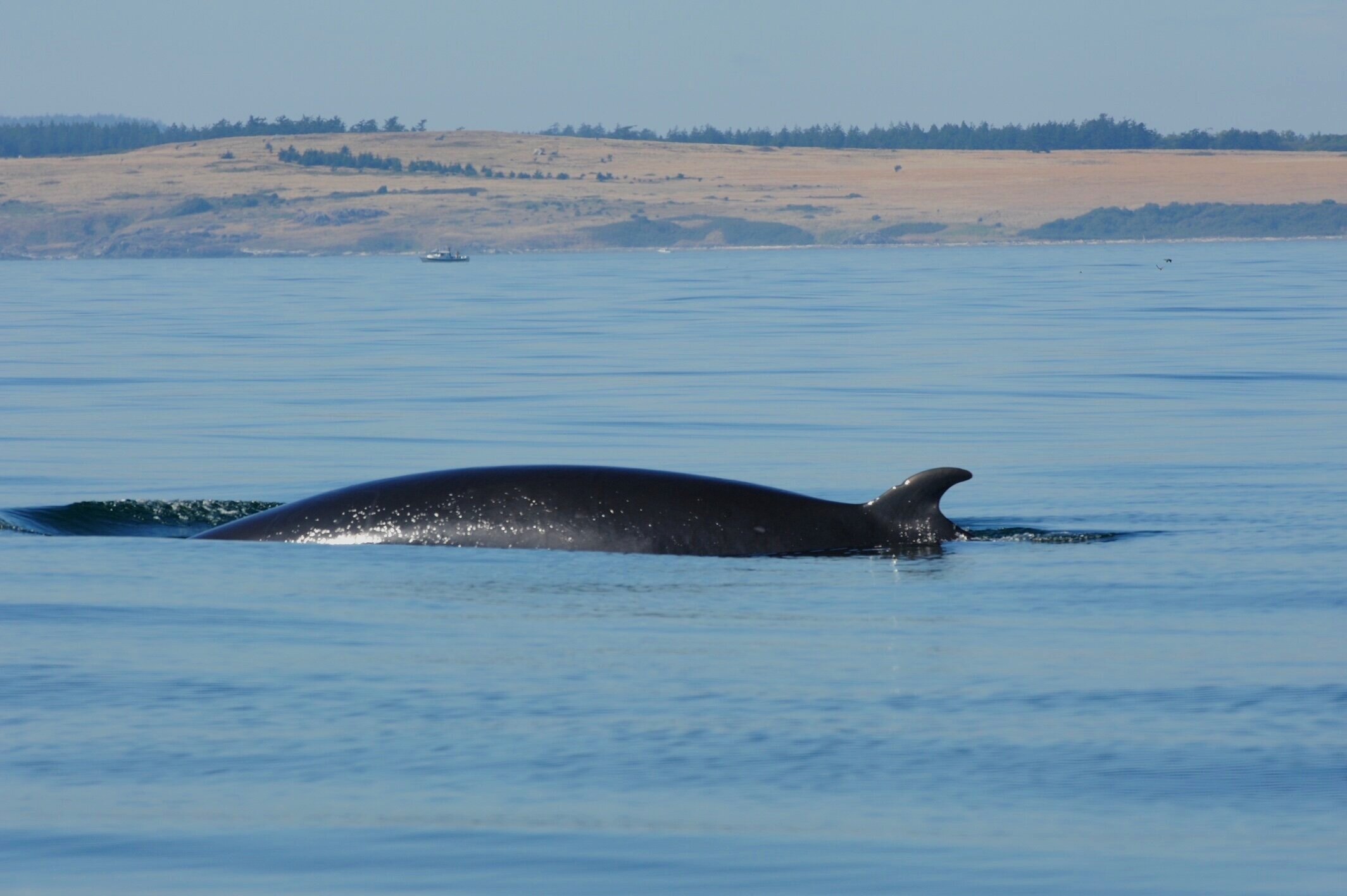 Minke whale Divot Bowie, photo by Dr. Frances Robertson