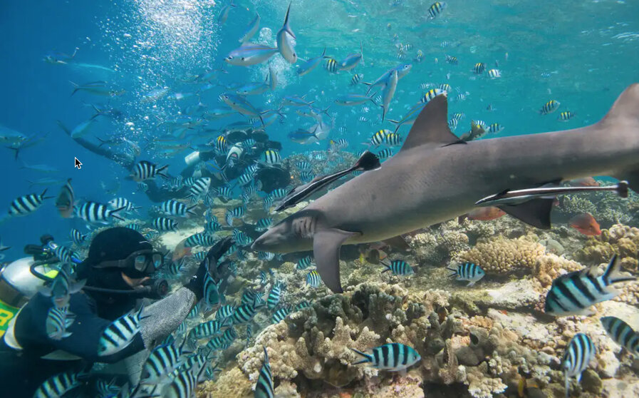 Scuba Diver Watches White Tip Reef Sharks, photo by Shark Stewards