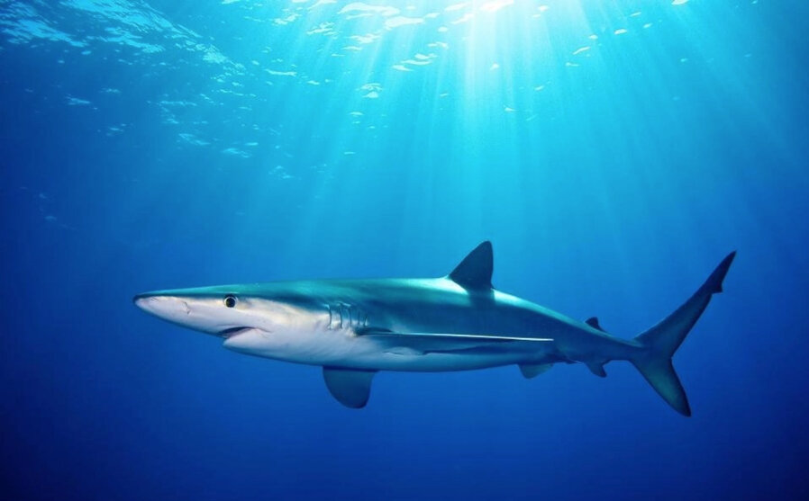 Blue Shark, photo by Shark Stewards
