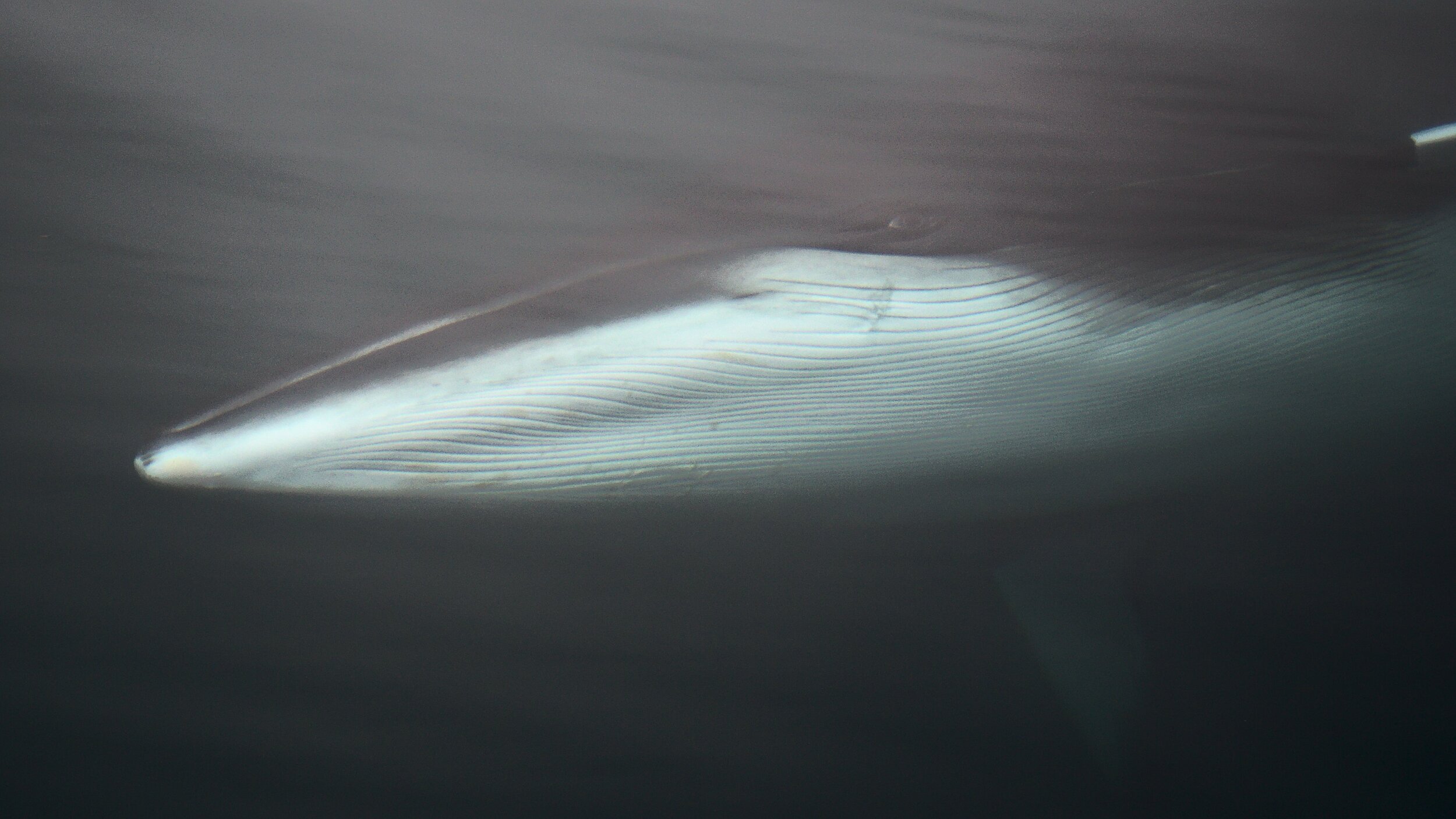 Curious Minke Whale, photo by Rob Oo